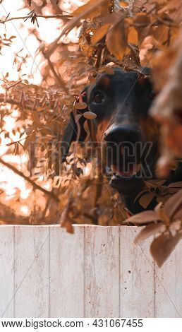 Doberman Pinscher Looking Over A White Fence In A Garden Of Dried Plants And Leaves During Daytime