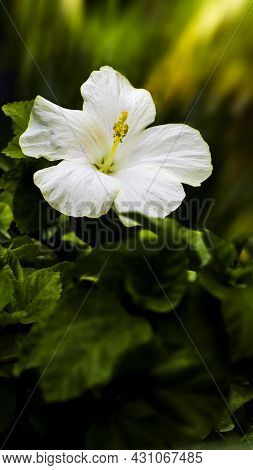 White Hibiscus Flower In A Green Garden In A Motion Blurred Background