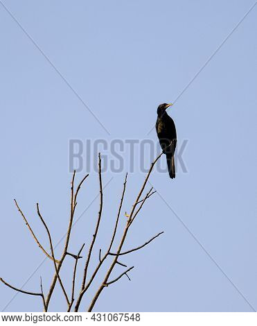 Black Water Bird Perching On Top Of A Dried Tree Branch During Daytime In A Clear Sky Background
