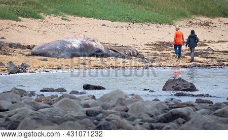 Snaefellsnes, Iceland On August 8, 2021: Large Dead Sperm Whale Washup Up On A Beach On Iceland