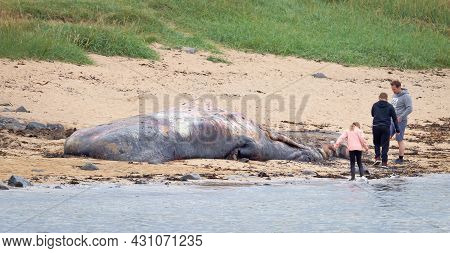 Snaefellsnes, Iceland On August 8, 2021: Large Dead Sperm Whale Washup Up On A Beach On Iceland