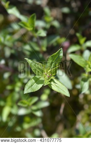 Rock Soapwort Flower Buds - Latin Name - Saponaria Ocymoides