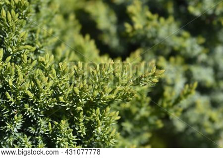 Dwarf Japanese Garden Juniper - Latin Name - Juniperus Procumbens Nana