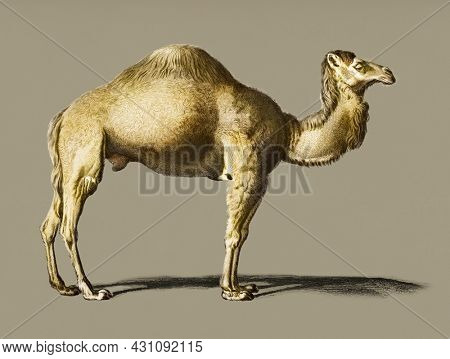 Camel hand drawn vintage illustration