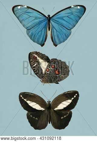 Vintage Illustration of Different types of butterfly.