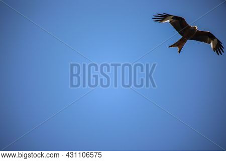 A Kite, A Red Kite In The Sky, Red Kite Is A Hawk-like Bird.