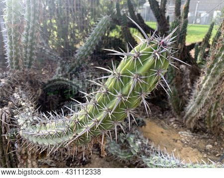 Beautiful Spiny Cactus Stetsonia Clavate (latin - Stetsonia Coryne)