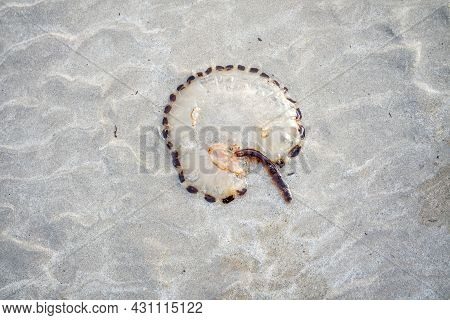 Compass Jellyfish Chrysaora Hyoscella, West-coast Of Donegal, Ireland.