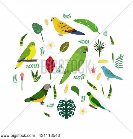 Design Template With Parrots In Circle For Kid Print. Round Composition Of Tropical Birds Neophema, 