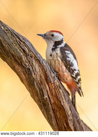Middle Spotted Woodpecker (dendrocopos Medius). Looking For Food In A Tree. Wildlife In Nature. Neth