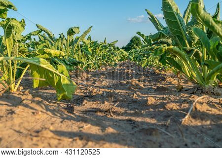 Close-up Of Rows In A Field With Half-dried Sugar Beet On A Hot Sunny Summer Day. Concept Of Crop De