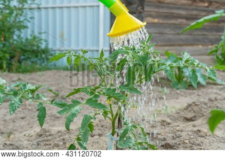 Watering Green Tomato Plants In The Garden With A Watering Can On A Summer Day Close-up With Copy Sp
