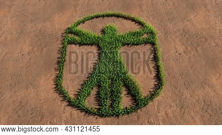 Concept conceptual green summer lawn grass symbol shape on brown soil or earth background, vitruvius man sign. A 3d illustration metaphor for architecture, renaissance, anthropology and physiology