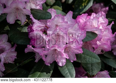 Carolina Rhododendron Is An Evergreen Shrub, A Species Of The Caroliniana Subsection. Used As An Orn