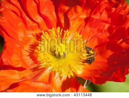 ป๊อปปี้สีส้ม สีเหลือง Stamen ผึ้งว่าง