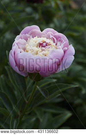 Paeonia Lactiflora Chestine Gowdy.  Beautiful Flowering Double Light Rose  Peony Chestine Gowdy Clos