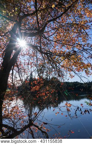 Fall Landscape And Lake Back Lit By Late Afternoon Sun At Mclaren Falls Lake, Tauranga New Zealand.