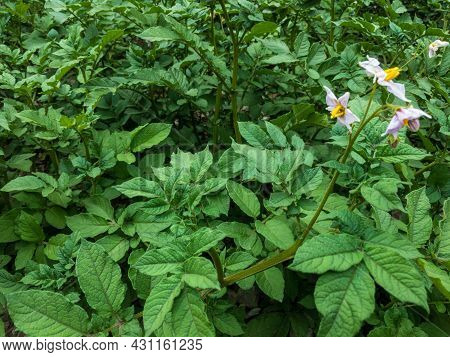 Potato Plants With Flower  Close Up View