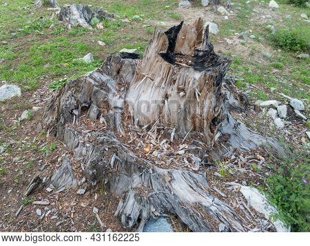 Old Stump Of Tree After Cutting The Deodar Tree In The Forest