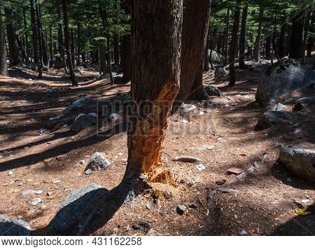 Deodar Pine Tree After Cutting Its Half Trunk In The Kalam Forest