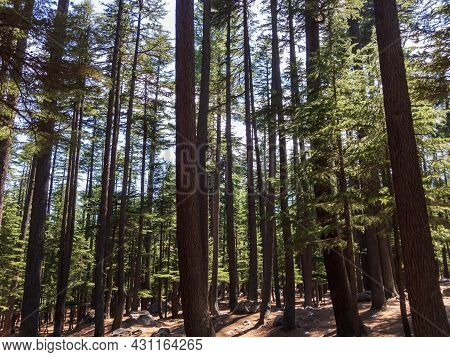 Forest In The Ushu Valley Of Kalam Swat