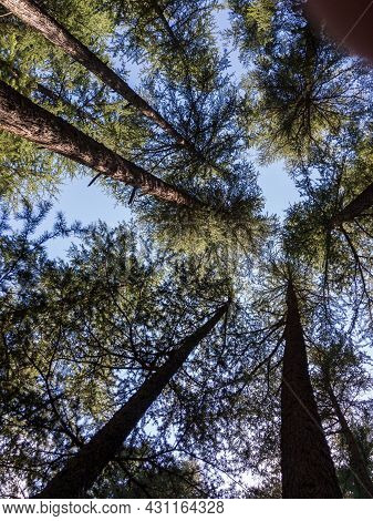 Blue Sky In The Cedar Forest Of Ushu Kalam