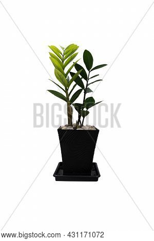 Seedling Of Zamioculcas Zamifolia Tree In The Plastic Pot Black Color. On Isolated White Background.