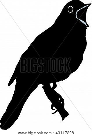 Nightingale