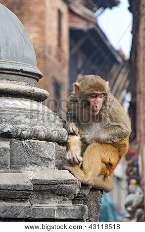 Apina istuu swayambhunath stupa Kathmandu, Nepal