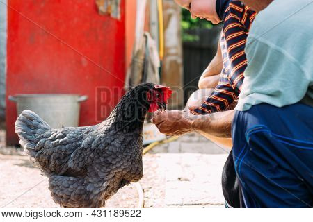 Hen Feeding. Boy And Man Are Fed From Hands A Black Chicken With A Red Comb.