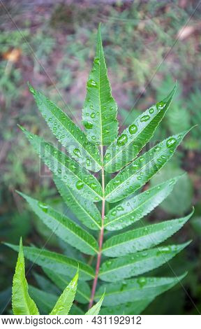 Green Leaves With Raindrops. Beautiful Green Natural Blurred Background With Copy Space. Close-up Sh