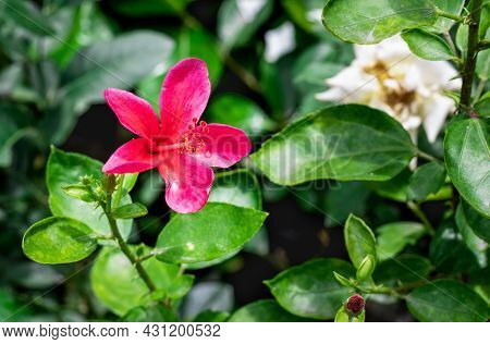 Red Hibiscus Rosa Sinensis Or Joba Flower Bloomed In The Garden