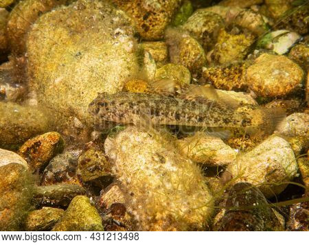 A Sandy Goby, Pomatoschistus Minutus, In The Sound, The Water Between Sweden And Denmark