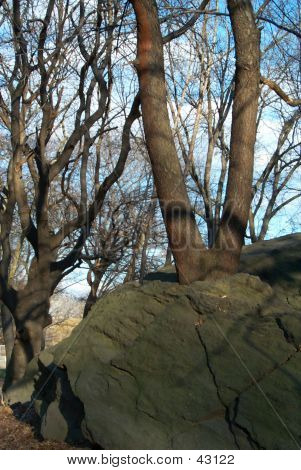Tree2