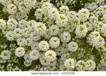 Alyssum (Lobularia Maritima). Blumen