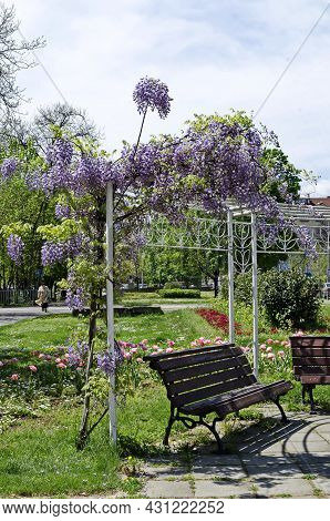 Cozy Place For Spring Relaxation Whit Wooden Bench Under The Loose Shade Of The Full Flowered Purple