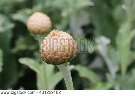 Silver Coloured Bud Scales Of The Ornamental Thistle, Rhaponticum Centaureoides, In Close Up With A 