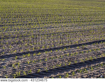 Sustainable Agriculture Field Planted With Corn In The Morning