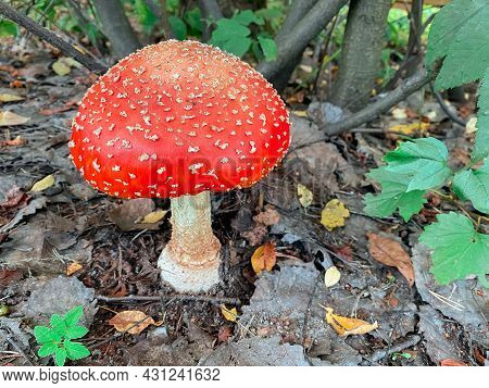 Red Mushroom Or Toadstool In The Autumn Forest. Green Leaves On The Tree And Dry Brown Ones On The G