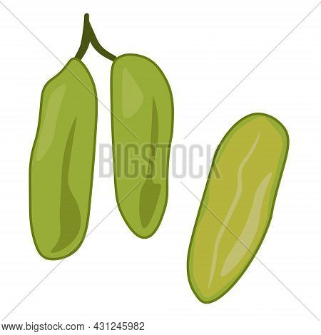 Bilimbi Whole And Cut Fruit, Juicy Cucumber Fruit Tree Vector Illustration