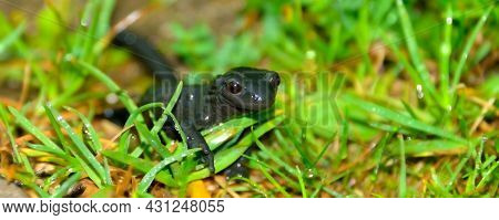 Black Alpine Salamander, Salamandra Atra On A Rainy, Foggy Day In The Bavarian Mountains Of Berchtes
