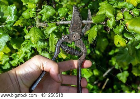 A Gardener Cuts Off Currant Or Agrus Branches With A Pruner In The Garden. Cleaning Or Caring For Ve