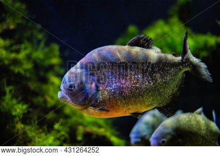 Red-bellied piranha (red piranha) Pygocentrus nattereri underwater