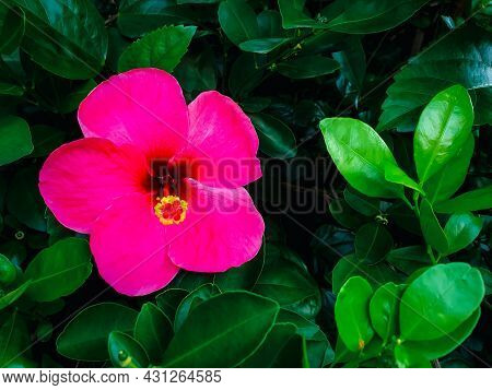Flower (chinese Hibiscus, China Rose) In Garden