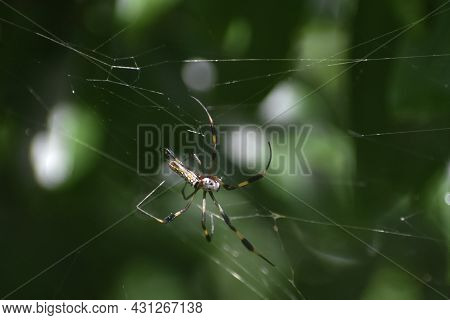 Banana Spider Catches Prey In Its Web