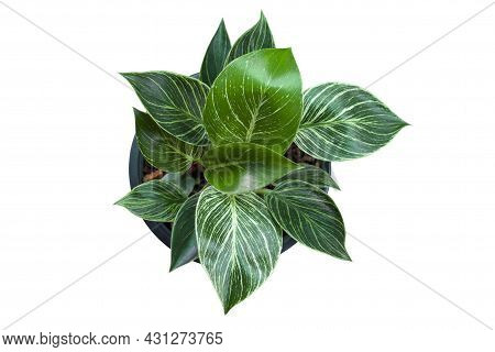 Top View Of Philodendron Birkin Is Growing In Pot Isolated On White Background Included Clipping Pat