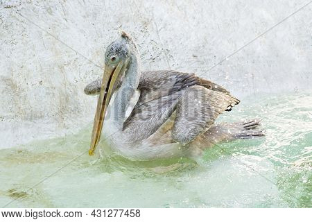 Pelican Playing In The Water In The Zoo
