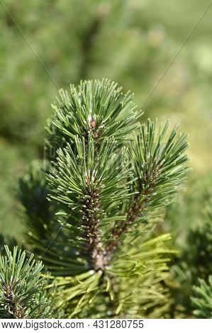 Dwarf Mountain Pine Ophir - Latin Name - Pinus Mugo Ophir