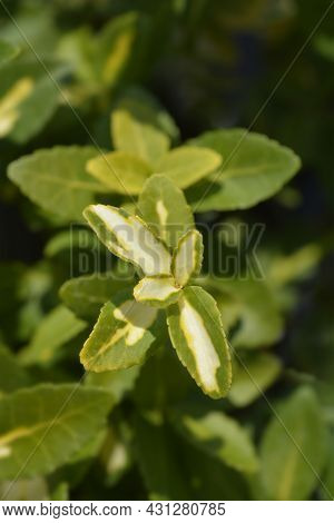 Wintercreeper Blondy Leaves - Latin Name - Euonymus Fortunei Blondy