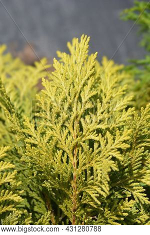 Lawsons Cypress Sunkist - Latin Name - Chamaecyparis Lawsoniana Sunkist